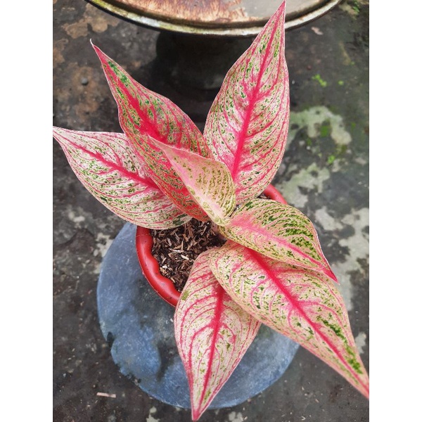 Aglonema Red Legacy