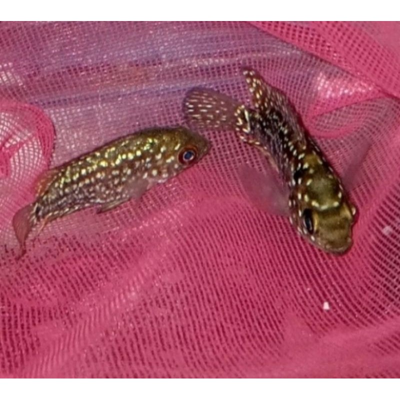 

BIG SALE IKAN LOUHAN KAMVA F2 ORI THAILAND 2e