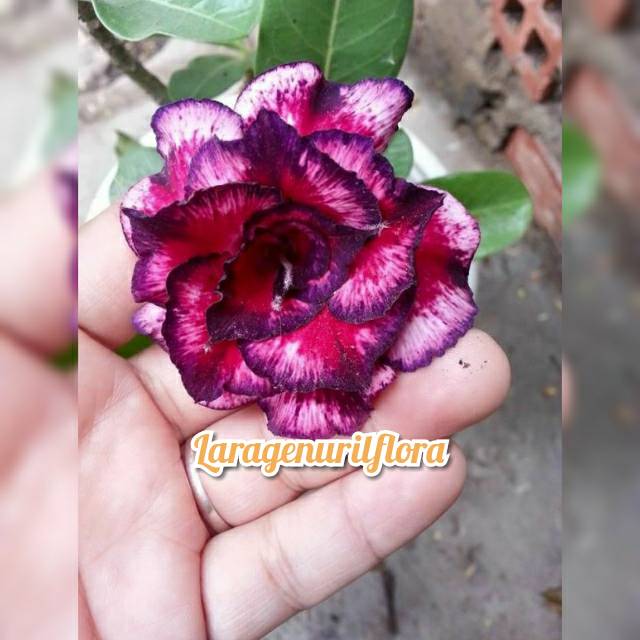 

Bibit Bunga Kamboja adenium Jepang,minskarenda
