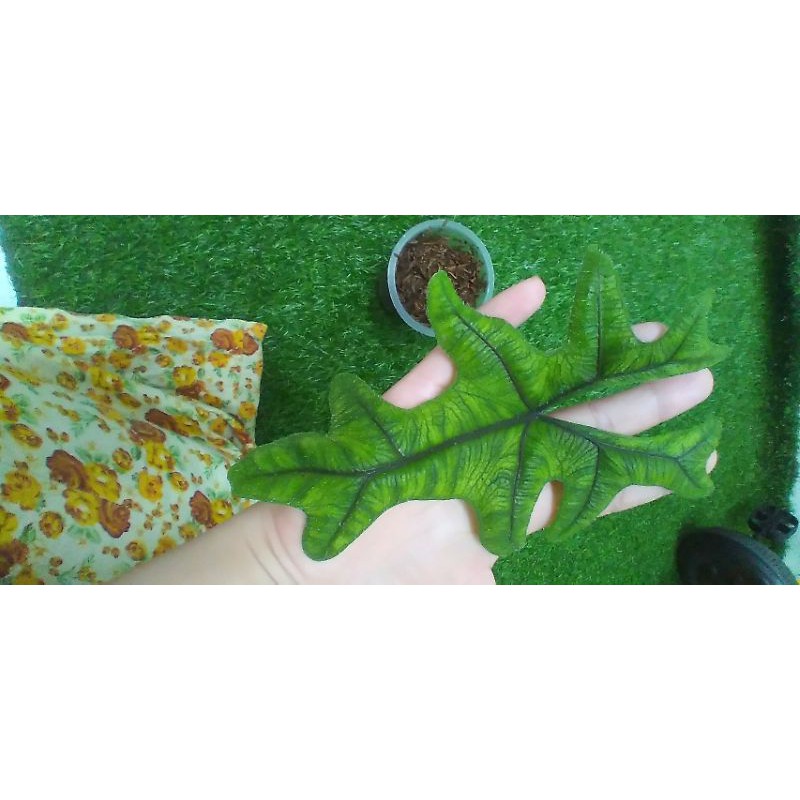 Alocasia jacklyn sp Sulawesi