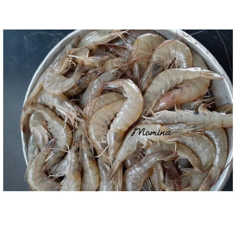 

udang segar 1kg