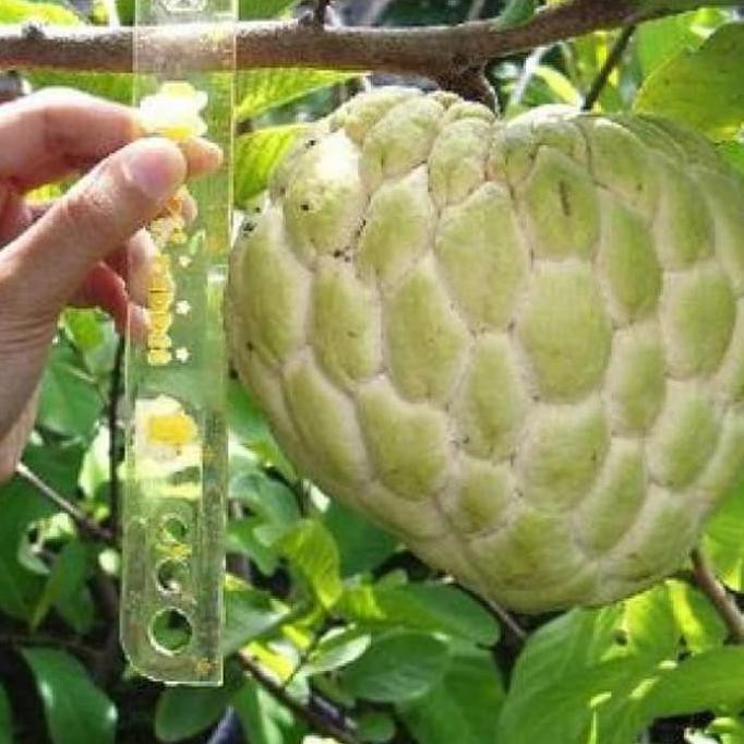 Paket Aneka macam bibit tanaman ke Cilacap via Indah Cargo cle0