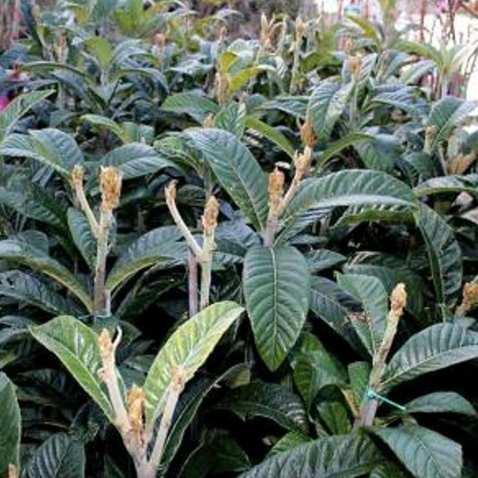 Bibit Tanaman Buah Bibit Cangkokan Buah Leci Biwa Loquat Siap Berbuah @*