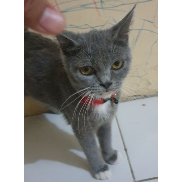  KUCING  KITTEN KUCING  KITEN ANAK KUCING  KUCING  ANAK 