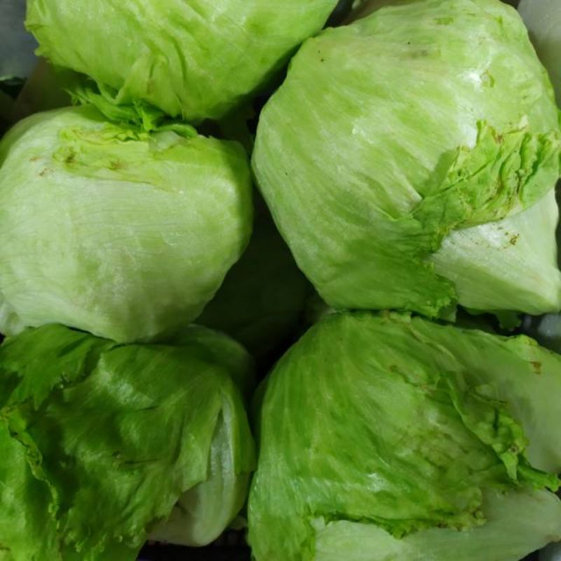 LETTUCE HEAD/SAYUR KEBAB