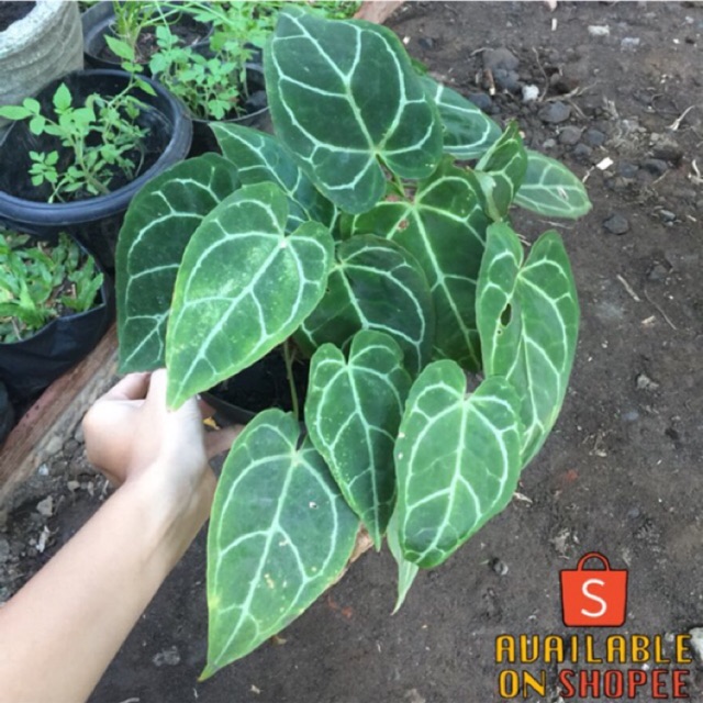 Anthurium Cristalinum Kuping  Gajah  tanaman hias Shopee 