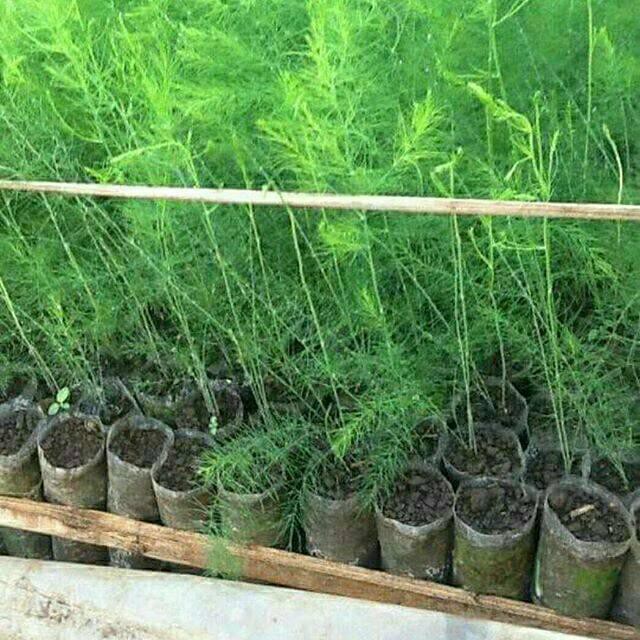 Bibit asparagus siap tanam area tropis