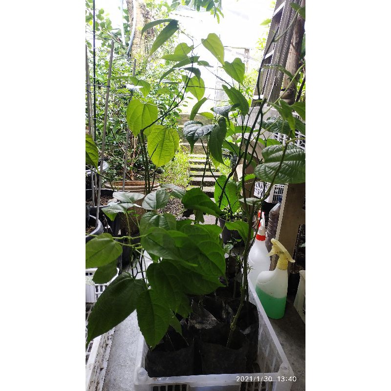 bibit Sacha inchi tinggi