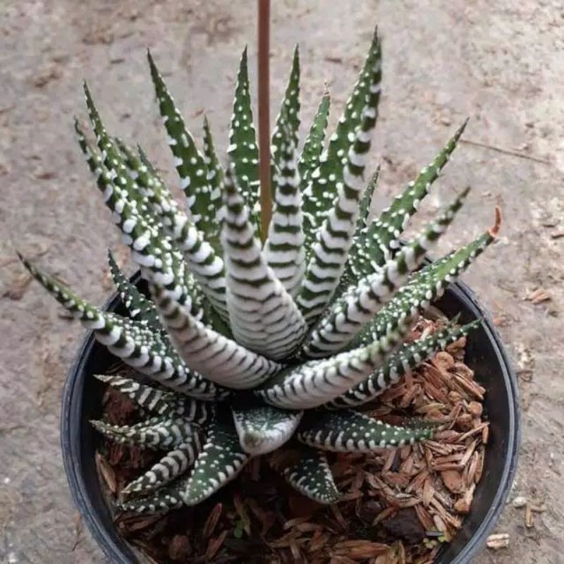 haworthia zebra