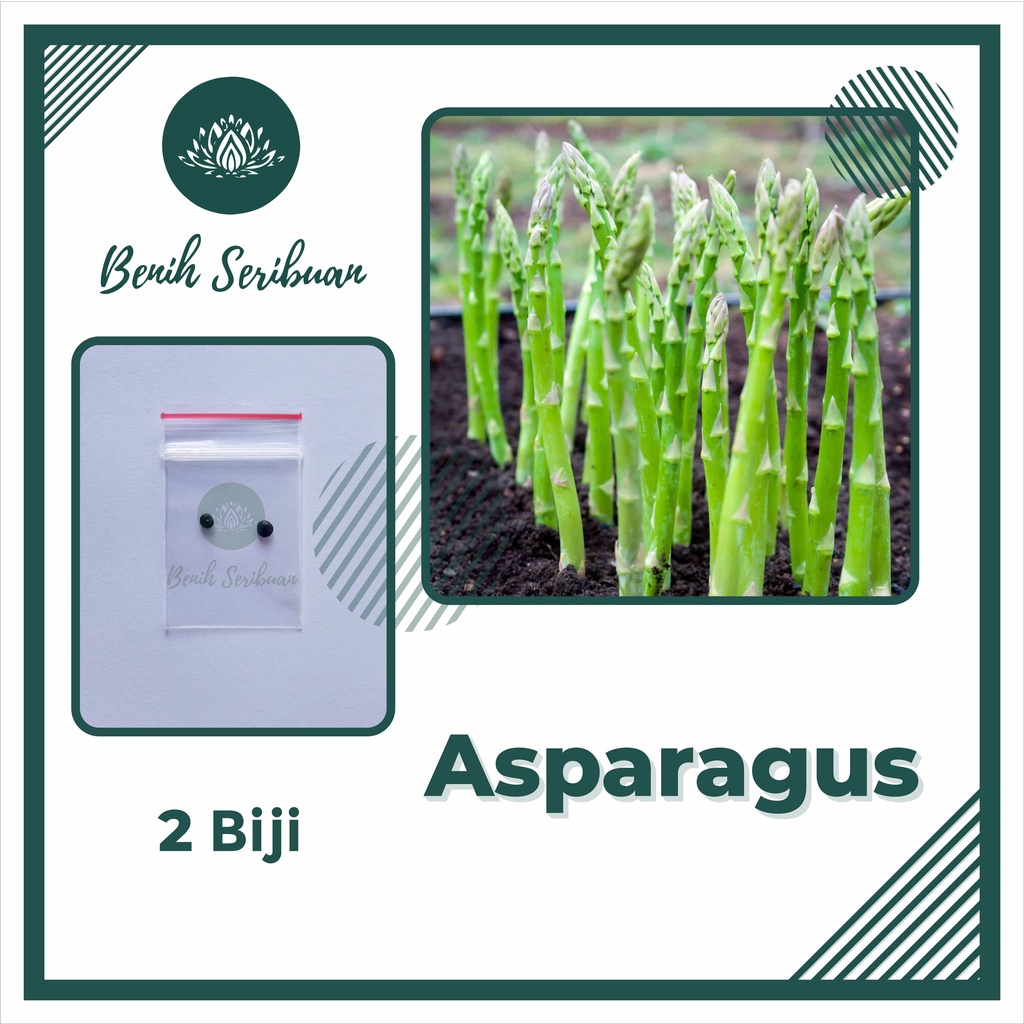 BS-BYL Benih Herbal Bibit Herb Herba Daun Mint Peppermint Lavender Basil Kale Kucai Coriander Parsley Alfalfa Grass-ASPARAGUS