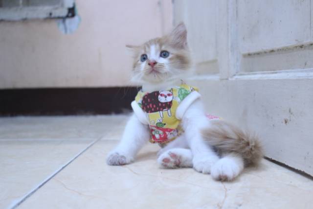 Baju simple motif kucing kuning lucu untuk kucing dan anjing / baju kucing murah size S M L XL