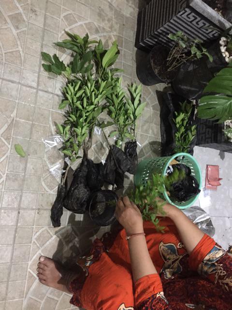 Bibit Mangga Alpukat Supermurah