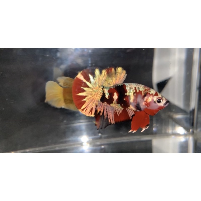 ikan cupang red koi copper gold