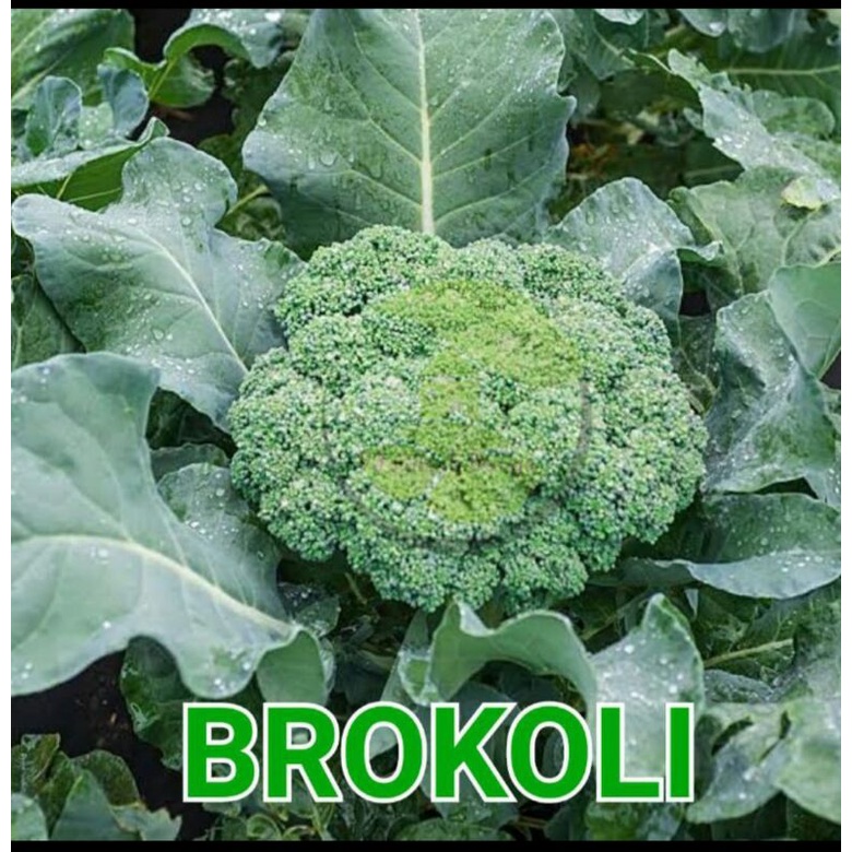 benih bibit sayuran kembang kol