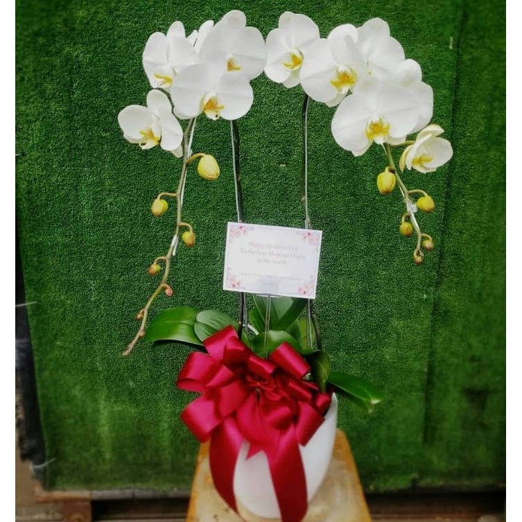 rangkaian bunga anggrek bulan | anggrek bulan | bunga meja anggrek bulan