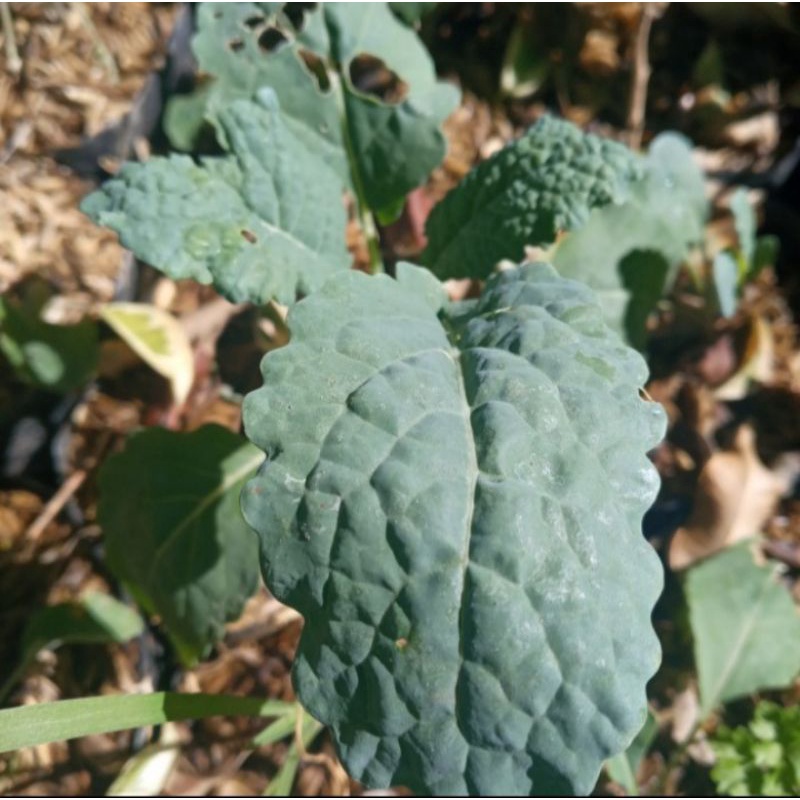 bibit tanaman kale nero