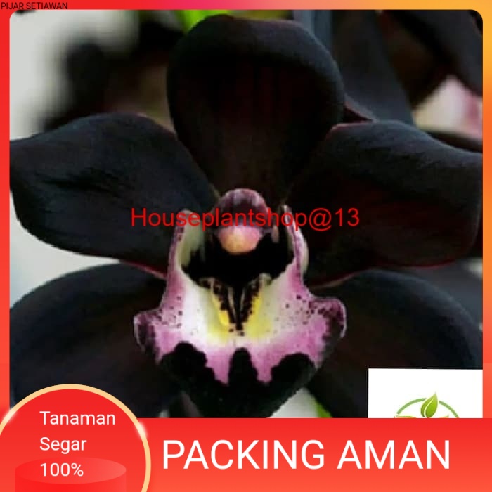 Bibit tanaman hias TanamaHias adenium Kamboja Hitam -HPS@13