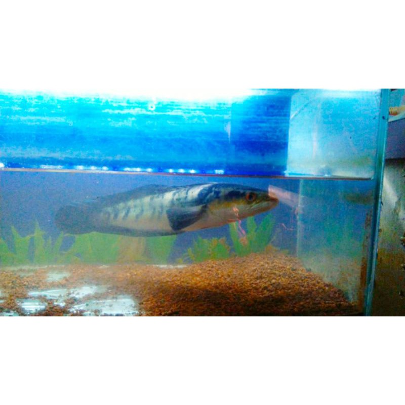 mainan channa maru ys red eye +-35cm