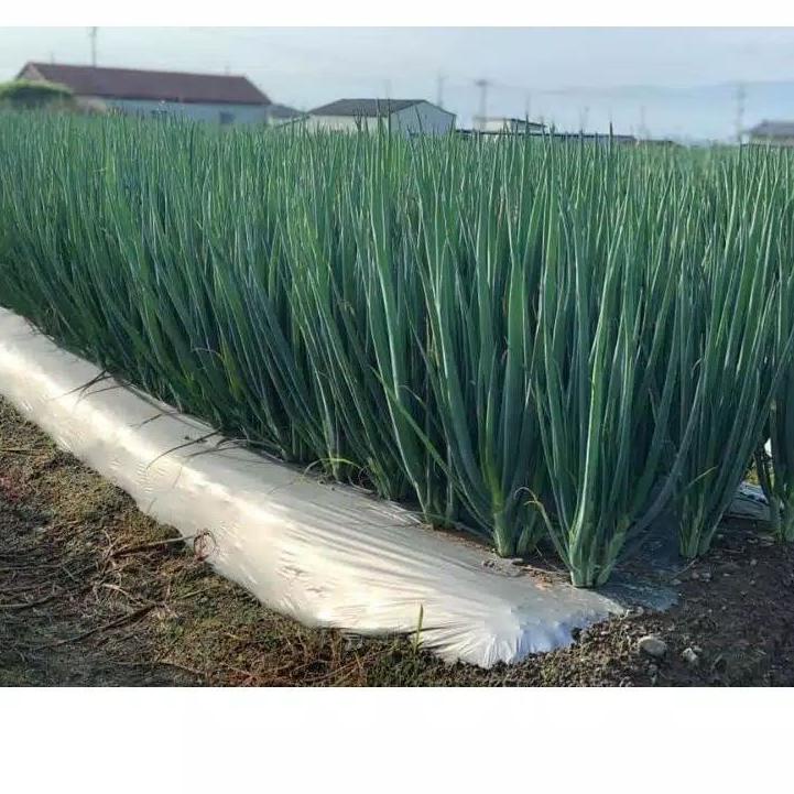 Lagi Tren.. Bibit Bawang Daun Fragrant Bawang Prei Kemasan 10gr Original Pabrik Bawang Prei