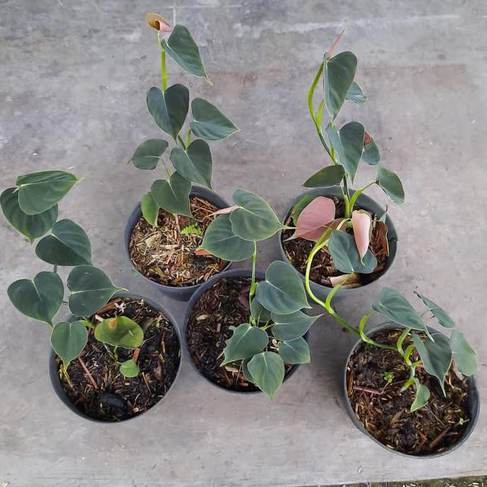 PHILODENDRON LUPINUM TANAMAN HIAS PHILO MURAH TERAWAT