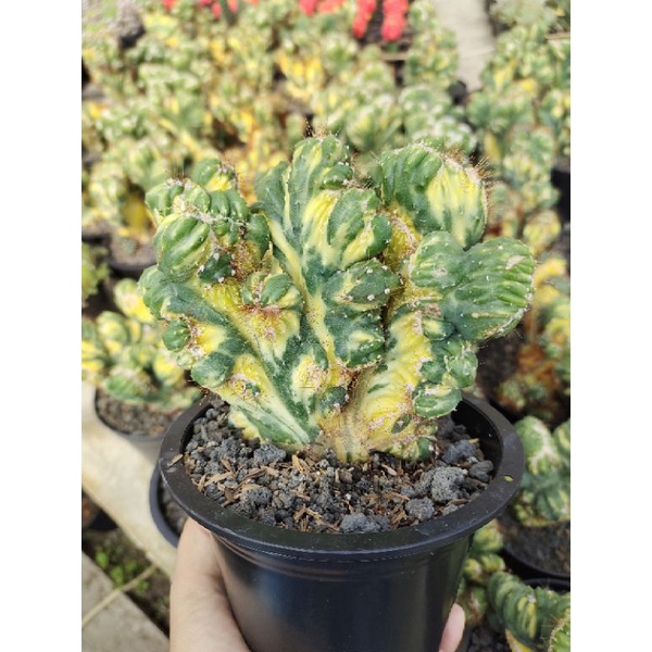 kaktus cereus varigata Kaktus koleksi
