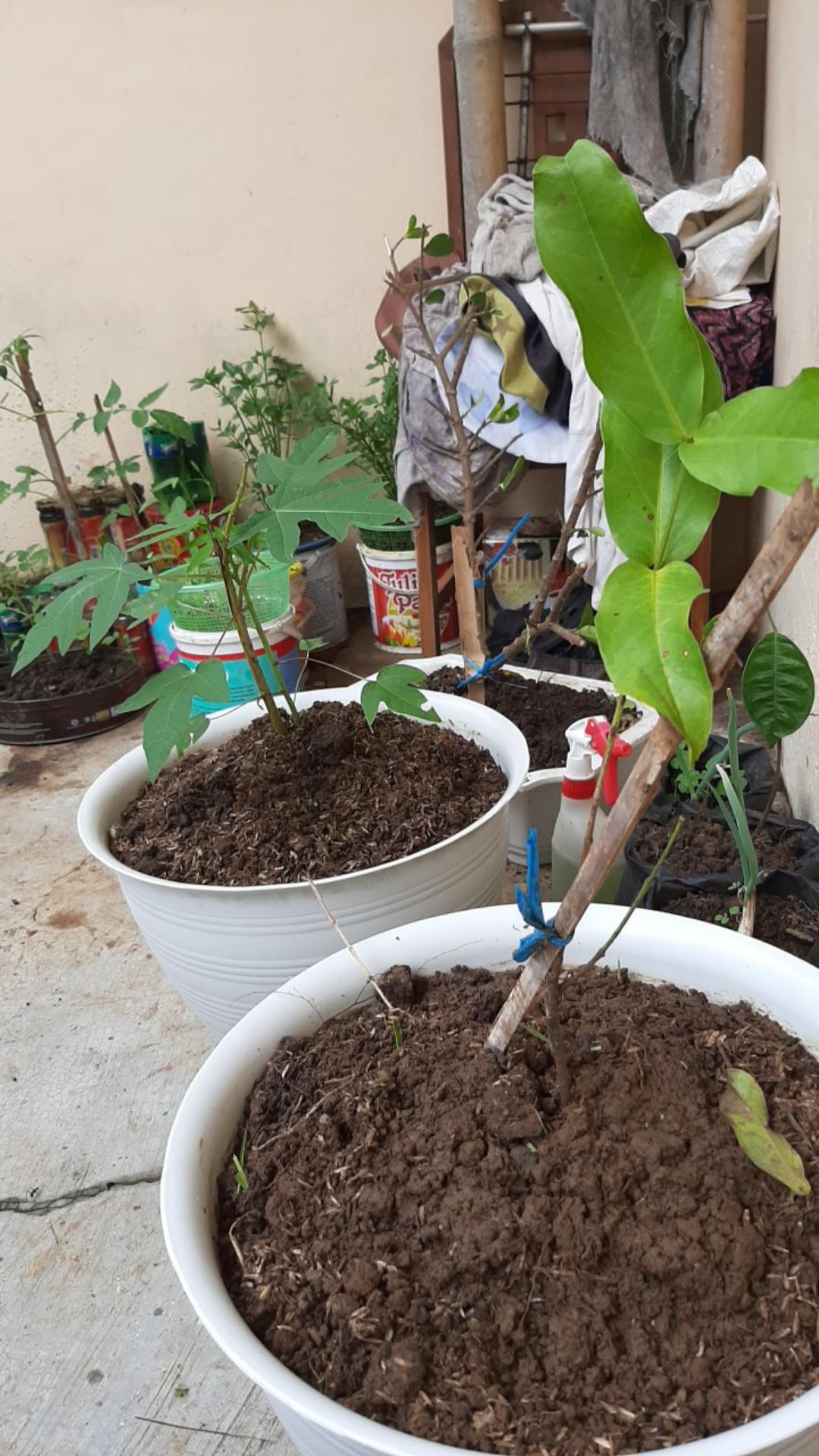 Bibit Kelapa Hijau Hibrida