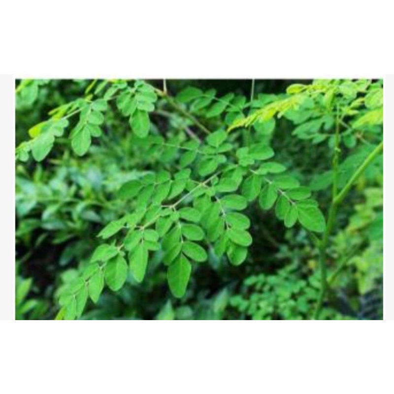 

Daun Kelor