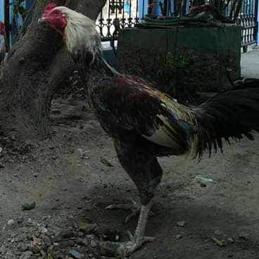 Ayam Mangon Ori Kuku Hitam Lawan Bangkok Pakoy Pama Shamo Ganoi Koygon