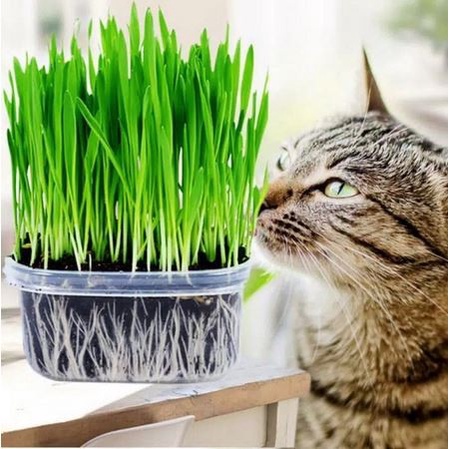 Benih Rumput Catnip Kucing / Rumput Gandum/ Wheatgrass
