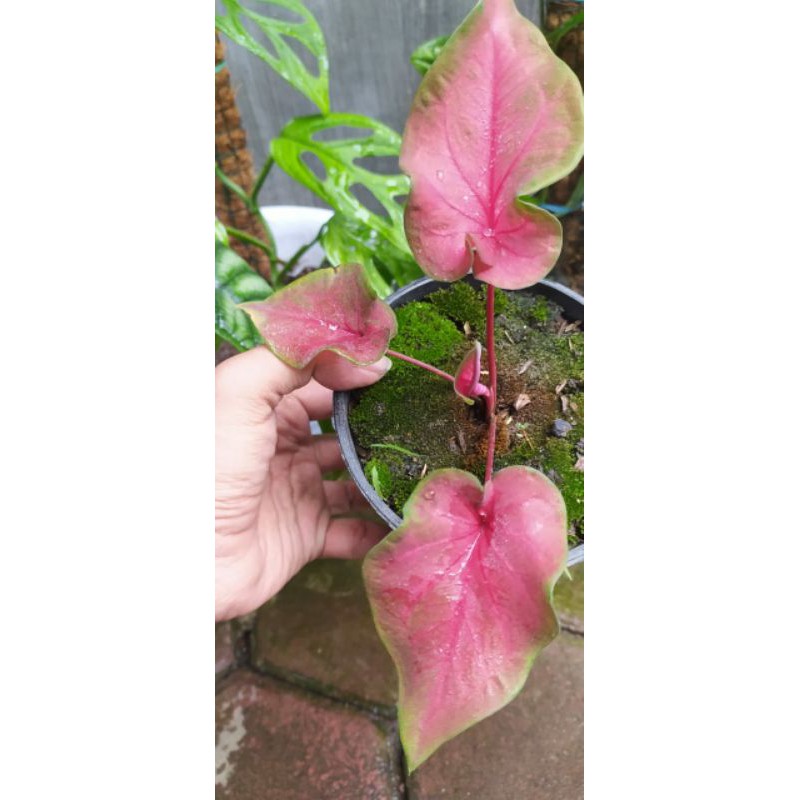 caladium red hot