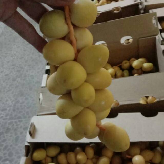 

Kurma Barkhee Namibia