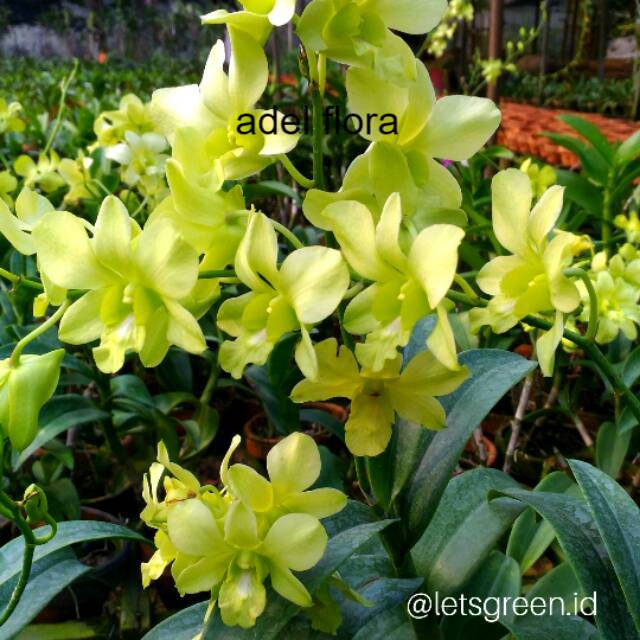Anggrek Dendrobium Arindang Green
