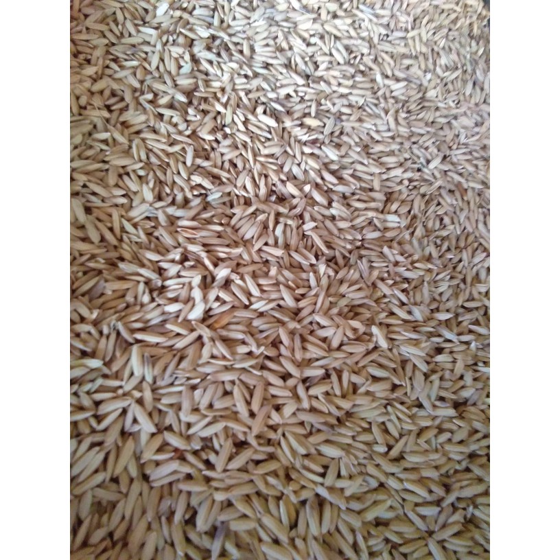 

BANGSAL GABAH BERAS MERAH- 1KG