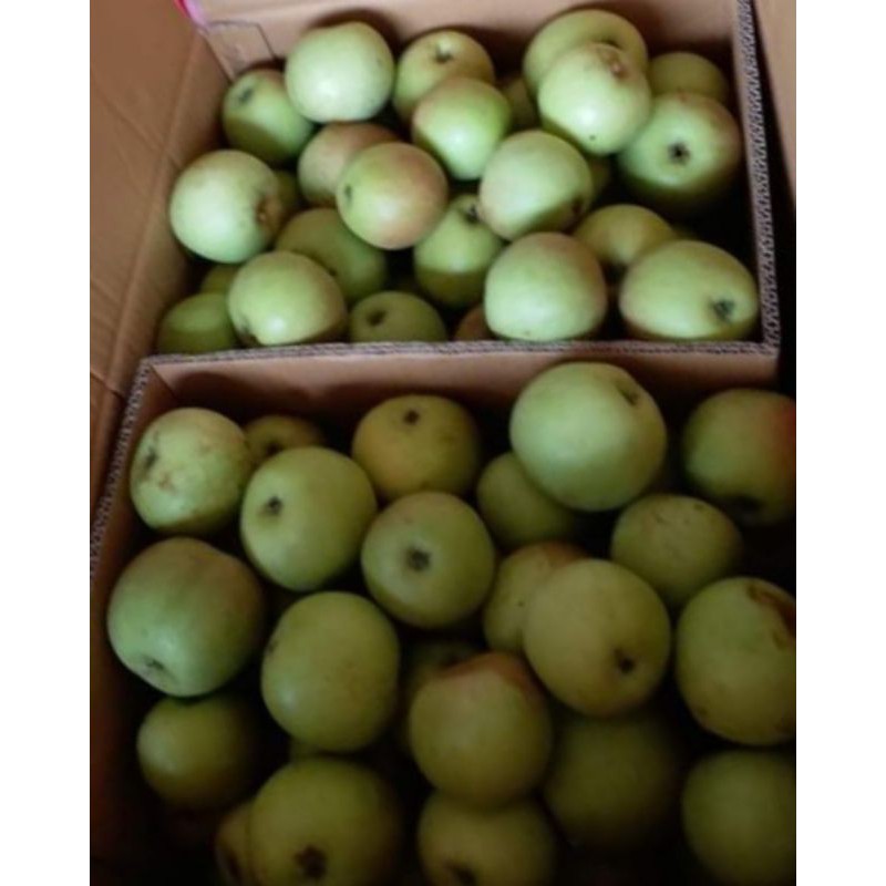 

Apel Manalagi Malang