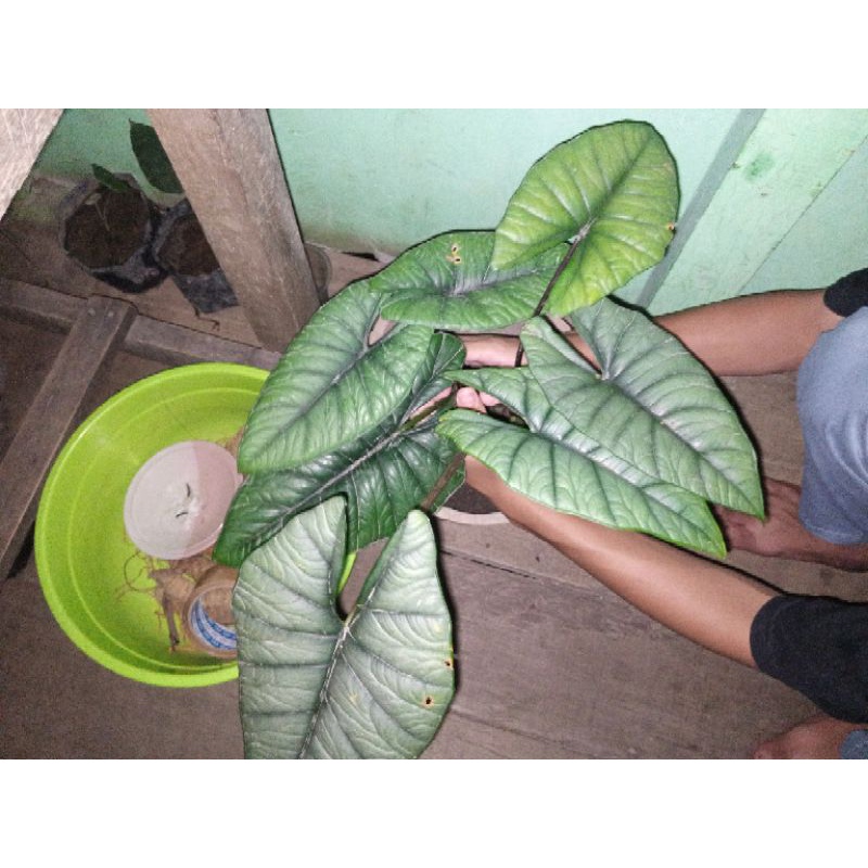 alocasia bisma silver (cabutan)