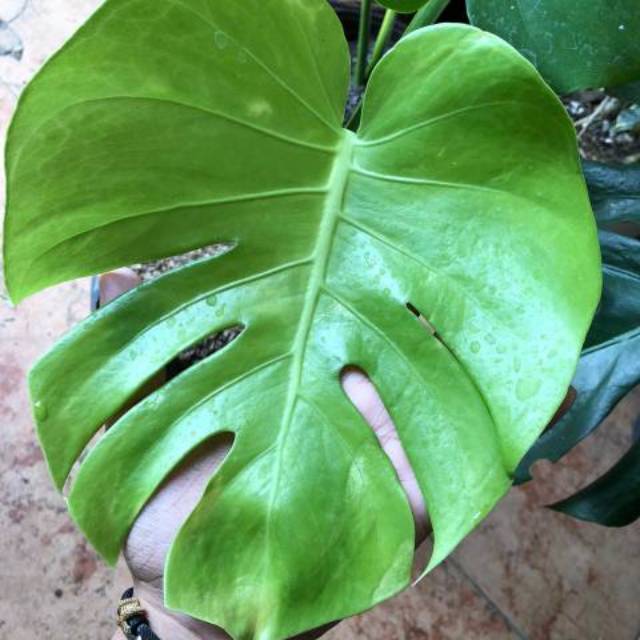 Tanaman Baby Monstera King Shopee Indonesia