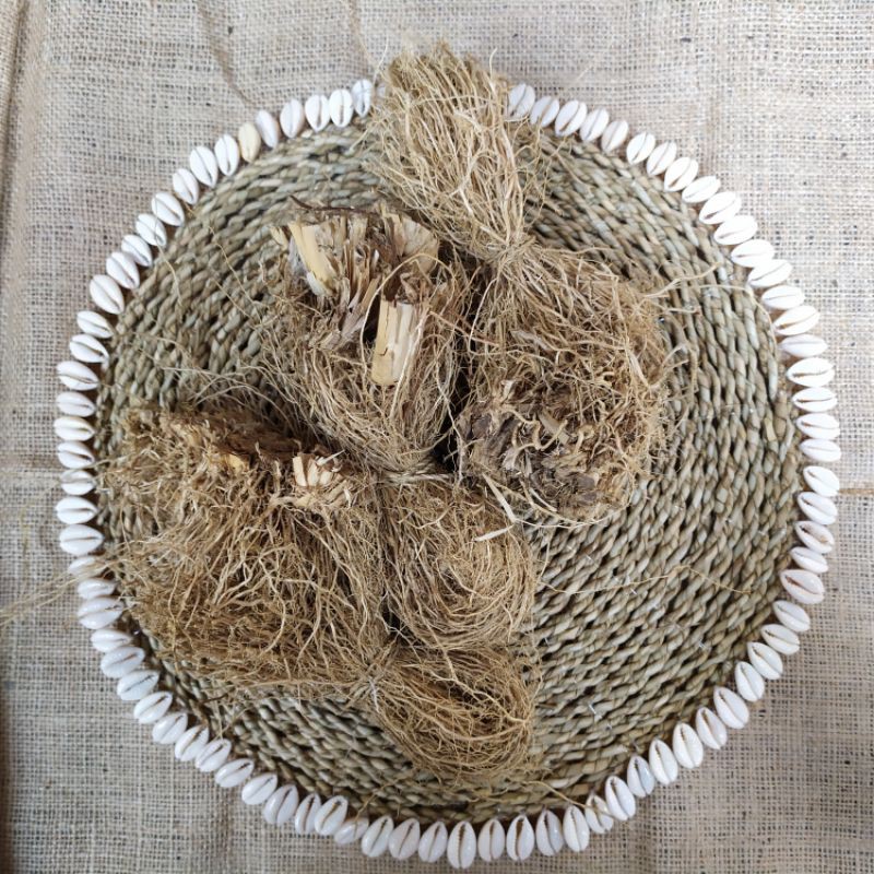 AKAR WANGI anti tikus properti foto akar harum akar pohon wangi penghilang tikus akar wangi