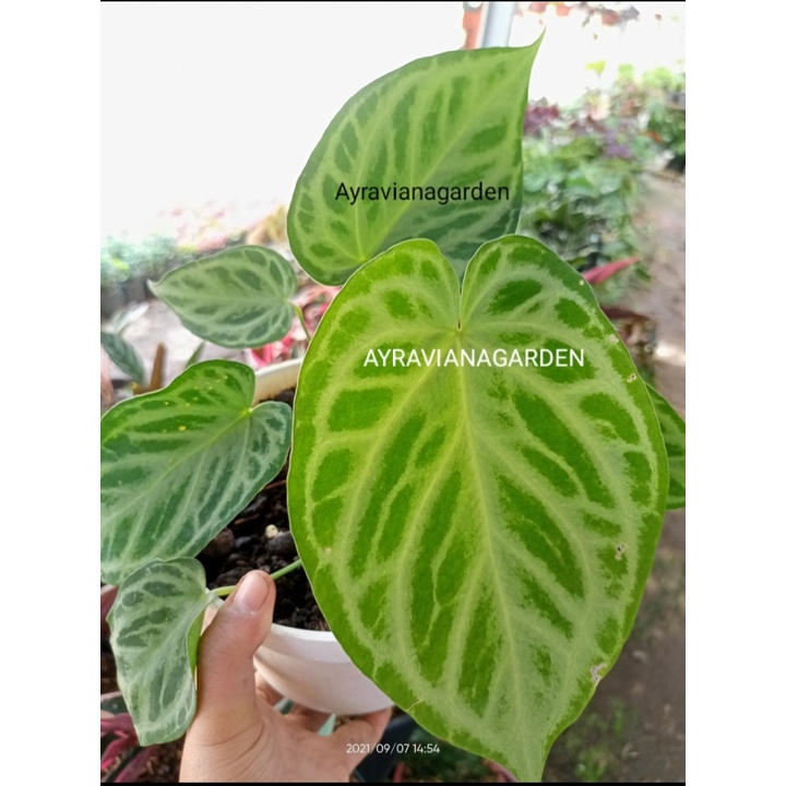 Kuping gajah silver/anthurium silver blush