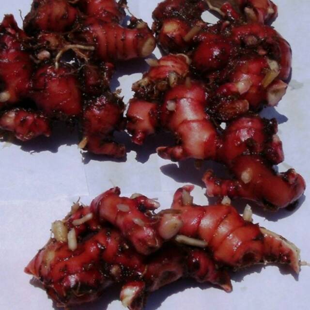 

Jahe merah