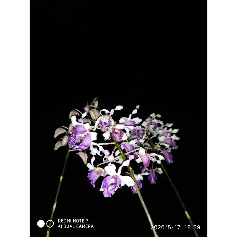 Anggrek Dendrobium Nindii  spesies Dewasa