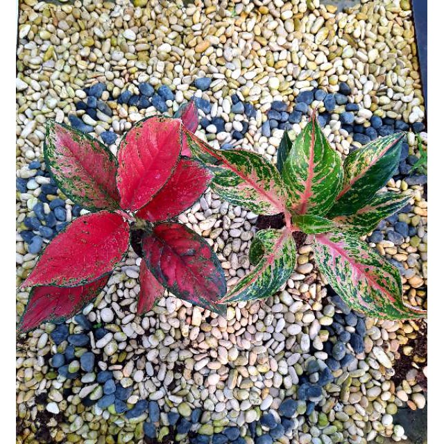 [✅COD] AGLONEMA PAKET - 2 POHON / TANAMAN HIAS / BUNGA AGLONEMA