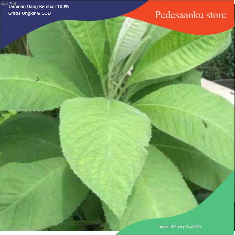 

Daun sembung segar- Daun sembung fress 100gram