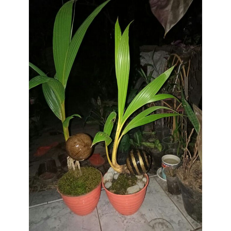 Bonsai Kelapa Bonkla Excotic