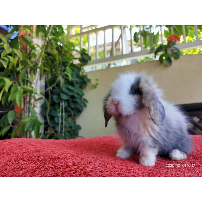 kelinci fuzzy lop