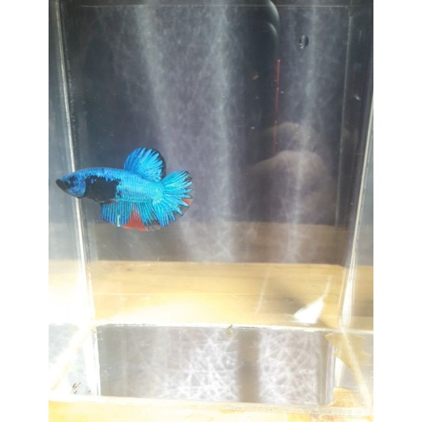 Avatar Gordon / 100% Sesuai Foto / Kuncop / Fccp / Black Mamba / Kunthai