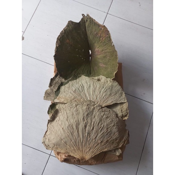 

Daun Teratai 100gram/ Dried Lotus Leaf