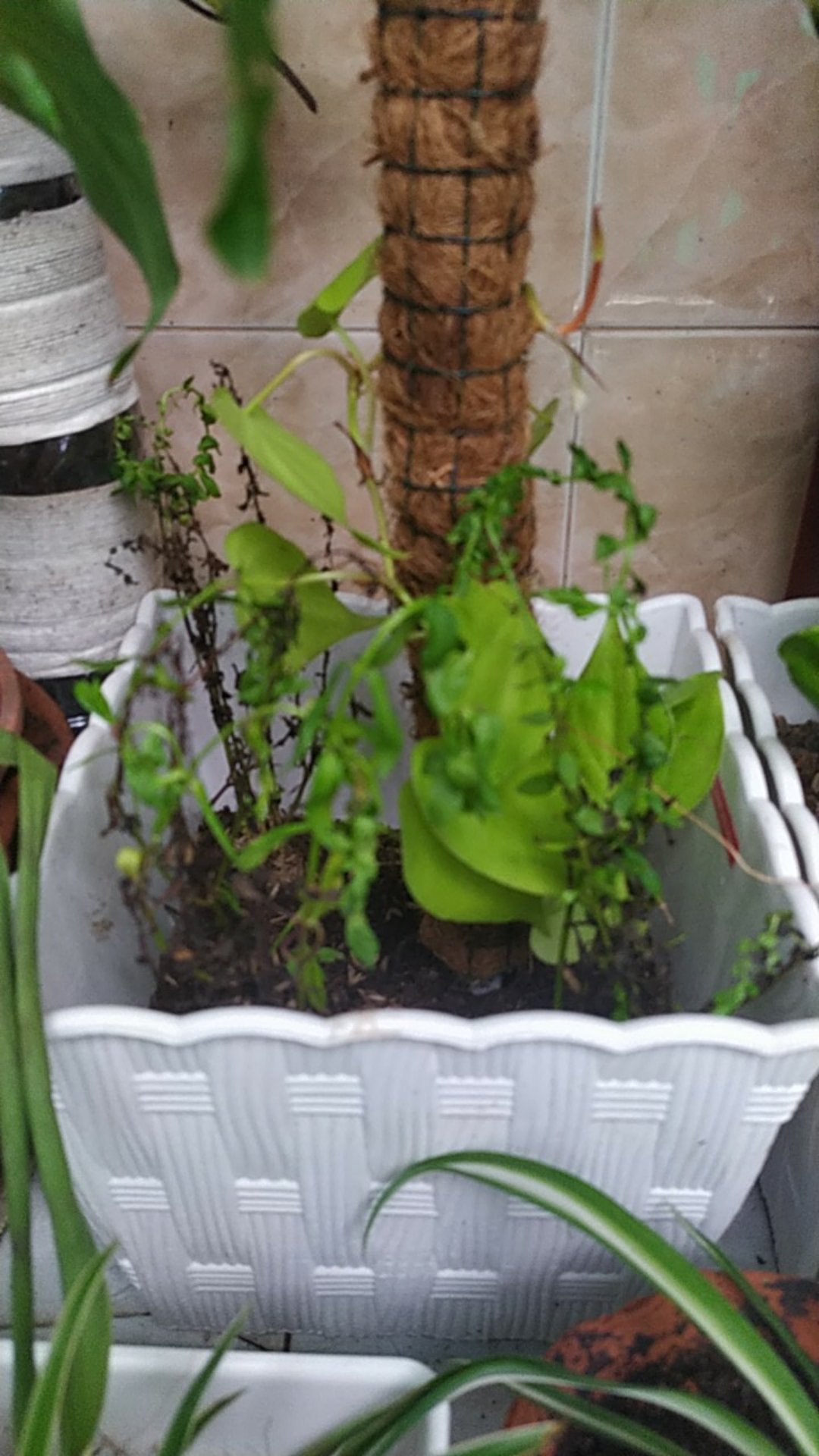 Pohon Bunga Lavender Tanaman Pengusir Nyamuk