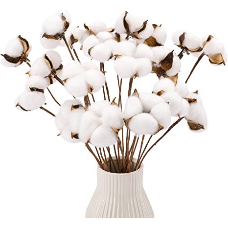 Cotton Flower Bunga Kapas Asli Single Stem Dekorasi Hiasan Bunga Artificial per tangkai-8