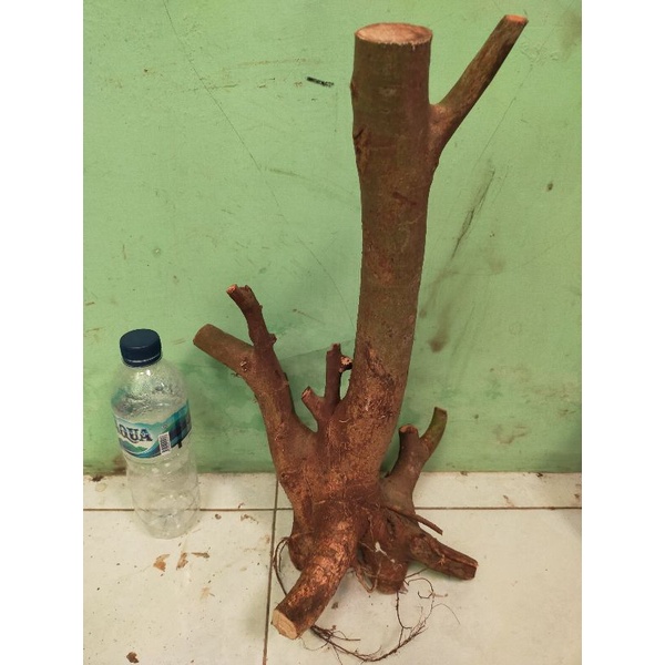 bahan bonsai dongkelan loa karakter