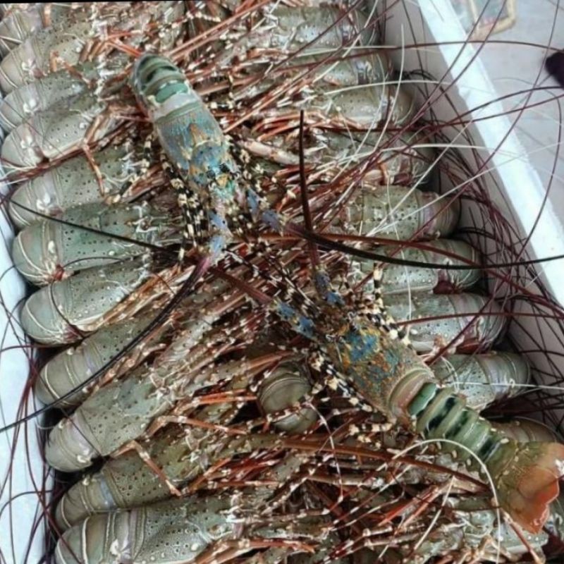 

lobster laut mutiara